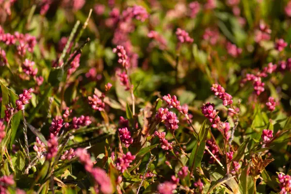 Bu uzun tüylü akıllı ot, küçük kırmızı renkleriyle oldukça güzel görünen yıllık bir çiçek bitkisidir. Bu istilacı bir tür olarak bilinir ve bir hafta içinde ele geçirilebilir. Bunlar yamalar halinde büyür..
