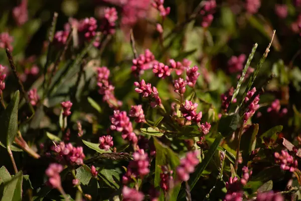 Bu uzun tüylü akıllı ot, küçük kırmızı renkleriyle oldukça güzel görünen yıllık bir çiçek bitkisidir. Bu istilacı bir tür olarak bilinir ve bir hafta içinde ele geçirilebilir. Bunlar yamalar halinde büyür..