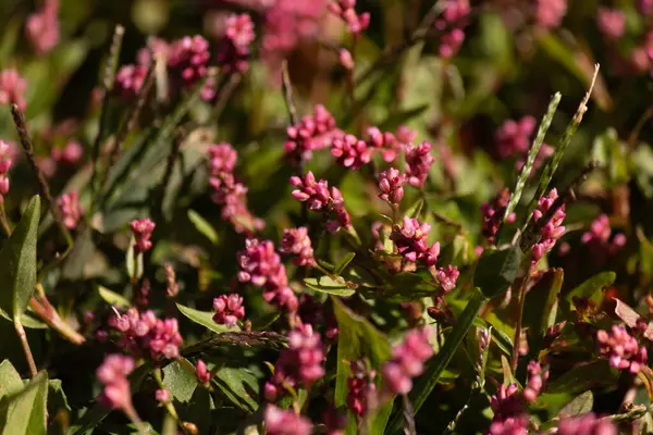 Bu uzun tüylü akıllı ot, küçük kırmızı renkleriyle oldukça güzel görünen yıllık bir çiçek bitkisidir. Bu istilacı bir tür olarak bilinir ve bir hafta içinde ele geçirilebilir. Bunlar yamalar halinde büyür..