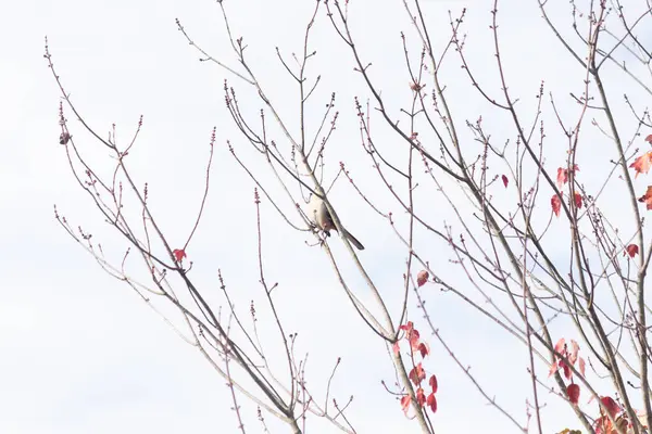 Alaycı kuş bir ağacın dallarına tünedi. Rüzgardan tüyleri kabarık. Uyum sağlamak için yapılmış gri tüyler. Uzuvlar sonbahar sezonunu gösteriyor. Arka planda güzel mavi gökyüzü.