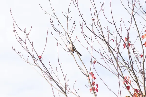Alaycı kuş bir ağacın dallarına tünedi. Rüzgardan tüyleri kabarık. Uyum sağlamak için yapılmış gri tüyler. Uzuvlar sonbahar sezonunu gösteriyor. Arka planda güzel mavi gökyüzü.