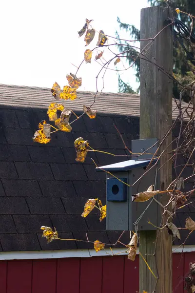 Bu ahşap bir direğe asılı bir kuş besleyicisinin güzel bir görüntüsü. Mavi habitat vahşi yaşam için bir sığınak olarak duruyor. Etrafında sallanan bir asma yapraklar Sonbahar mevsiminde sararır.