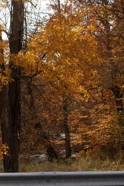 Sonbahar zamanı yapraklar güzel kahverengi, turuncu ve sarı renge dönüşür. Bu, ağacı yanıyormuş gibi gösteriyor. Sonbahar yaprakları yapraklar dökülmeden önce gerçekten göze çarpıyor..