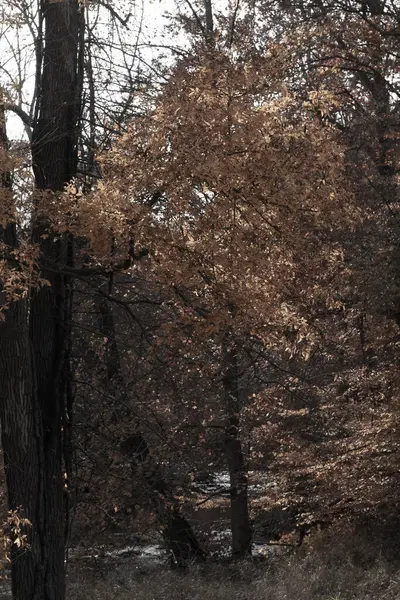 Sonbahar zamanı yapraklar güzel kahverengi, turuncu ve sarı renge dönüşür. Bu, ağacı yanıyormuş gibi gösteriyor. Sonbahar yaprakları yapraklar dökülmeden önce gerçekten göze çarpıyor..