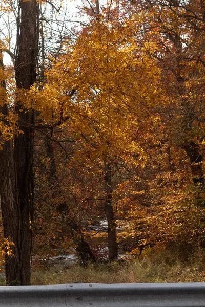 Sonbahar zamanı yapraklar güzel kahverengi, turuncu ve sarı renge dönüşür. Bu, ağacı yanıyormuş gibi gösteriyor. Sonbahar yaprakları yapraklar dökülmeden önce gerçekten göze çarpıyor..