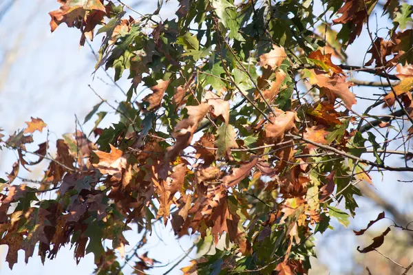 Sonbahar zamanı yapraklar güzel kahverengi, turuncu ve sarı renge dönüşür. Bu, ağacı yanıyormuş gibi gösteriyor. Sonbahar yaprakları yapraklar dökülmeden önce gerçekten göze çarpıyor..