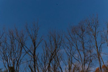 Bu güzel görüntü, gökyüzüne uzanan bir ağacın dallarını gösteriyor. Yapraksız çıplak kahverengi uzuvlar kış mevsiminin başladığını gösteriyor. Arkadaki mavi gökyüzü bulutsuz..