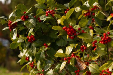 Bu Holly çalısı bana Noel 'i düşündürüyor. Kümelerindeki parlak kırmızı böğürtlenler yeşil yapraklardan öne çıkıyor. Bitki çok renkli..