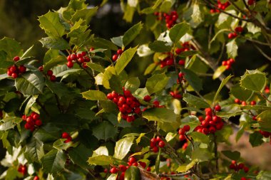 Bu Holly çalısı bana Noel 'i düşündürüyor. Kümelerindeki parlak kırmızı böğürtlenler yeşil yapraklardan öne çıkıyor. Bitki çok renkli..