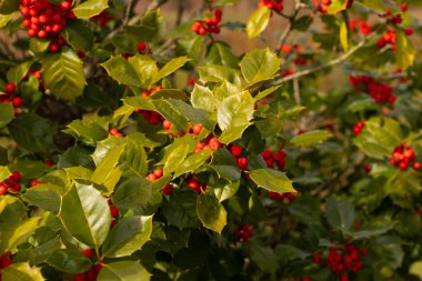 Bu Holly çalısı bana Noel 'i düşündürüyor. Kümelerindeki parlak kırmızı böğürtlenler yeşil yapraklardan öne çıkıyor. Bitki çok renkli..