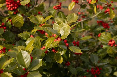 Bu Holly çalısı bana Noel 'i düşündürüyor. Kümelerindeki parlak kırmızı böğürtlenler yeşil yapraklardan öne çıkıyor. Bitki çok renkli..