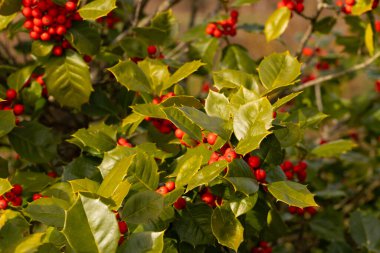 Bu Holly çalısı bana Noel 'i düşündürüyor. Kümelerindeki parlak kırmızı böğürtlenler yeşil yapraklardan öne çıkıyor. Bitki çok renkli..