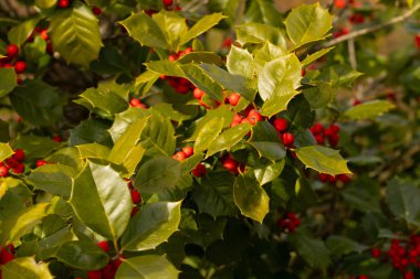 Bu Holly çalısı bana Noel 'i düşündürüyor. Kümelerindeki parlak kırmızı böğürtlenler yeşil yapraklardan öne çıkıyor. Bitki çok renkli..