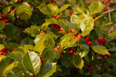 Bu Holly çalısı bana Noel 'i düşündürüyor. Kümelerindeki parlak kırmızı böğürtlenler yeşil yapraklardan öne çıkıyor. Bitki çok renkli..