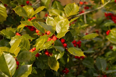 Bu Holly çalısı bana Noel 'i düşündürüyor. Kümelerindeki parlak kırmızı böğürtlenler yeşil yapraklardan öne çıkıyor. Bitki çok renkli..