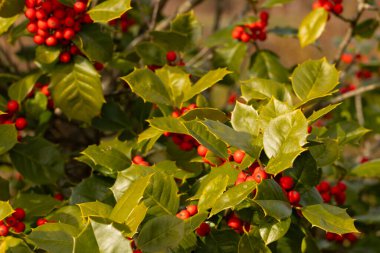 Bu Holly çalısı bana Noel 'i düşündürüyor. Kümelerindeki parlak kırmızı böğürtlenler yeşil yapraklardan öne çıkıyor. Bitki çok renkli..