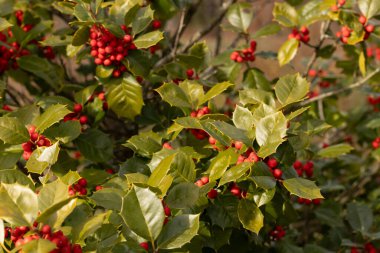 Bu Holly çalısı bana Noel 'i düşündürüyor. Kümelerindeki parlak kırmızı böğürtlenler yeşil yapraklardan öne çıkıyor. Bitki çok renkli..