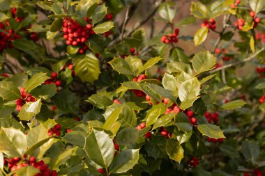 Bu Holly çalısı bana Noel 'i düşündürüyor. Kümelerindeki parlak kırmızı böğürtlenler yeşil yapraklardan öne çıkıyor. Bitki çok renkli..
