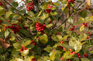 Bu Holly çalısı bana Noel 'i düşündürüyor. Kümelerindeki parlak kırmızı böğürtlenler yeşil yapraklardan öne çıkıyor. Bitki çok renkli..
