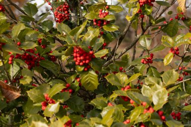 Bu Holly çalısı bana Noel 'i düşündürüyor. Kümelerindeki parlak kırmızı böğürtlenler yeşil yapraklardan öne çıkıyor. Bitki çok renkli..