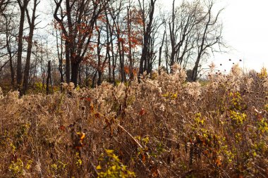 Bu resimdeki uzun kahverengi çimenler rüzgarda sallanıyor gibi görünüyor. Sonbahar mevsimi yüzünden renkler gitti. Arkadaki ağaçlar yapraksız ve dalları çıplak..