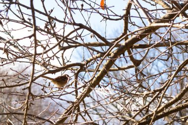 Bu sevimli küçük serçe ağaca tünemişti. Kahverengi tüylü küçük kuş saklanmaya ve güvende kalmaya çalışıyor. Bunlar ötücü kuşlar ve kulağa çok hoş geliyor. Dalların yaprakları yok..