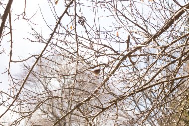 Bu sevimli küçük serçe ağaca tünemişti. Kahverengi tüylü küçük kuş saklanmaya ve güvende kalmaya çalışıyor. Bunlar ötücü kuşlar ve kulağa çok hoş geliyor. Dalların yaprakları yok..