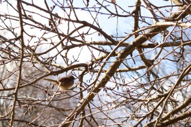Bu sevimli küçük serçe ağaca tünemişti. Kahverengi tüylü küçük kuş saklanmaya ve güvende kalmaya çalışıyor. Bunlar ötücü kuşlar ve kulağa çok hoş geliyor. Dalların yaprakları yok..