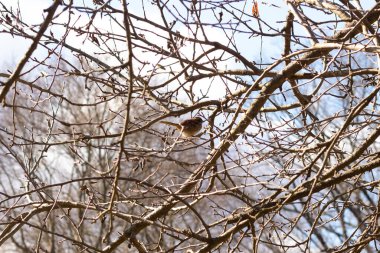 Bu sevimli küçük serçe ağaca tünemişti. Kahverengi tüylü küçük kuş saklanmaya ve güvende kalmaya çalışıyor. Bunlar ötücü kuşlar ve kulağa çok hoş geliyor. Dalların yaprakları yok..