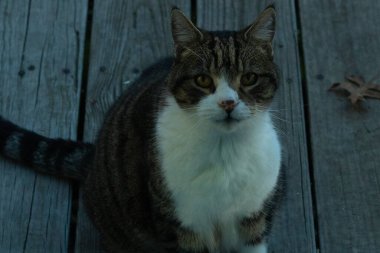 Fotoğrafı çektiğimde güvertenin kapısında sevimli bir tekir kedi oturuyordu. Kedi yemek için burada ve yalvarıyor gibi görünüyor. Onun dikişli köknar ve güzel gözlerini seviyorum..