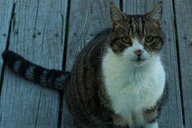 Fotoğrafı çektiğimde güvertenin kapısında sevimli bir tekir kedi oturuyordu. Kedi yemek için burada ve yalvarıyor gibi görünüyor. Onun dikişli köknar ve güzel gözlerini seviyorum..