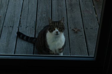Fotoğrafı çektiğimde güvertenin kapısında sevimli bir tekir kedi oturuyordu. Kedi yemek için burada ve yalvarıyor gibi görünüyor. Onun dikişli köknar ve güzel gözlerini seviyorum..