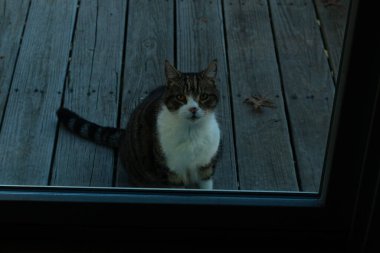 Fotoğrafı çektiğimde güvertenin kapısında sevimli bir tekir kedi oturuyordu. Kedi yemek için burada ve yalvarıyor gibi görünüyor. Onun dikişli köknar ve güzel gözlerini seviyorum..