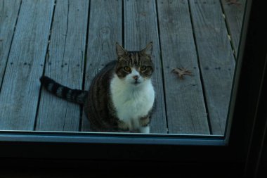 Fotoğrafı çektiğimde güvertenin kapısında sevimli bir tekir kedi oturuyordu. Kedi yemek için burada ve yalvarıyor gibi görünüyor. Onun dikişli köknar ve güzel gözlerini seviyorum..