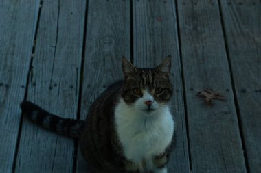 Fotoğrafı çektiğimde güvertenin kapısında sevimli bir tekir kedi oturuyordu. Kedi yemek için burada ve yalvarıyor gibi görünüyor. Onun dikişli köknar ve güzel gözlerini seviyorum..