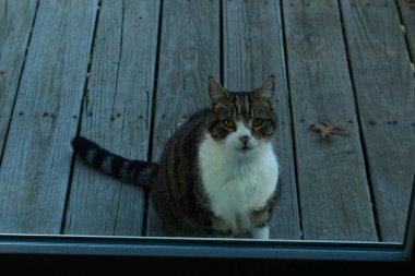 Fotoğrafı çektiğimde güvertenin kapısında sevimli bir tekir kedi oturuyordu. Kedi yemek için burada ve yalvarıyor gibi görünüyor. Onun dikişli köknar ve güzel gözlerini seviyorum..