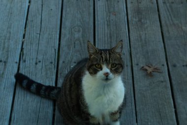 Fotoğrafı çektiğimde güvertenin kapısında sevimli bir tekir kedi oturuyordu. Kedi yemek için burada ve yalvarıyor gibi görünüyor. Onun dikişli köknar ve güzel gözlerini seviyorum..