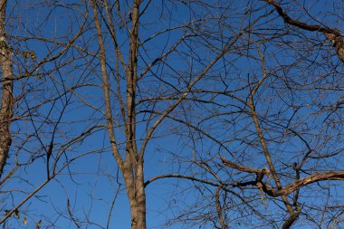 Gökyüzüne uzanan bu güzel kahverengi uzuvların görünüşü oldukça çarpıcı. Kış mevsimi nedeniyle yaprakları olmayan dallar iskelet kalıntılarına benziyor..