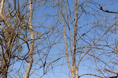 Gökyüzüne uzanan bu güzel kahverengi uzuvların görünüşü oldukça çarpıcı. Kış mevsimi nedeniyle yaprakları olmayan dallar iskelet kalıntılarına benziyor..