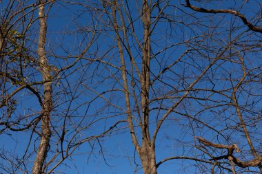 Gökyüzüne uzanan bu güzel kahverengi uzuvların görünüşü oldukça çarpıcı. Kış mevsimi nedeniyle yaprakları olmayan dallar iskelet kalıntılarına benziyor..