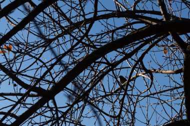 Bu sevimli küçük kuş bu ağacın dallarına tünemişti. Tedbirli bir şekilde güvenliği sağlıyorum. Çıplak uzuvlar vücudunu kamufle etmesine ve yırtıcılardan korunmasına yardımcı oluyor..