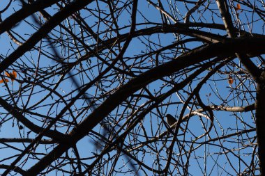 Bu sevimli küçük kuş bu ağacın dallarına tünemişti. Tedbirli bir şekilde güvenliği sağlıyorum. Çıplak uzuvlar vücudunu kamufle etmesine ve yırtıcılardan korunmasına yardımcı oluyor..