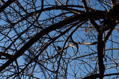 Bu sevimli küçük kuş bu ağacın dallarına tünemişti. Tedbirli bir şekilde güvenliği sağlıyorum. Çıplak uzuvlar vücudunu kamufle etmesine ve yırtıcılardan korunmasına yardımcı oluyor..