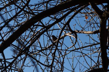 Bu sevimli küçük kuş bu ağacın dallarına tünemişti. Tedbirli bir şekilde güvenliği sağlıyorum. Çıplak uzuvlar vücudunu kamufle etmesine ve yırtıcılardan korunmasına yardımcı oluyor..