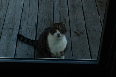 Fotoğrafı çektiğimde güvertenin kapısında sevimli bir tekir kedi oturuyordu. Kedi yemek için burada ve yalvarıyor gibi görünüyor. Dikenli kürkünü ve güzel gözlerini seviyorum..