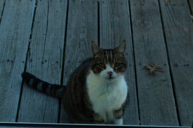 Fotoğrafı çektiğimde güvertenin kapısında sevimli bir tekir kedi oturuyordu. Kedi yemek için burada ve yalvarıyor gibi görünüyor. Dikenli kürkünü ve güzel gözlerini seviyorum..