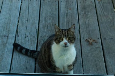 Fotoğrafı çektiğimde güvertenin kapısında sevimli bir tekir kedi oturuyordu. Kedi yemek için burada ve yalvarıyor gibi görünüyor. Dikenli kürkünü ve güzel gözlerini seviyorum..