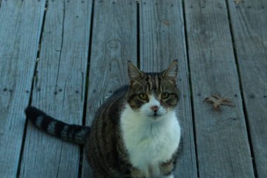 Fotoğrafı çektiğimde güvertenin kapısında sevimli bir tekir kedi oturuyordu. Kedi yemek için burada ve yalvarıyor gibi görünüyor. Dikenli kürkünü ve güzel gözlerini seviyorum..