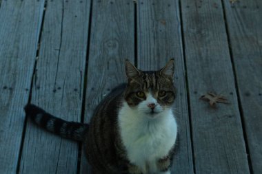 Fotoğrafı çektiğimde güvertenin kapısında sevimli bir tekir kedi oturuyordu. Kedi yemek için burada ve yalvarıyor gibi görünüyor. Dikenli kürkünü ve güzel gözlerini seviyorum..