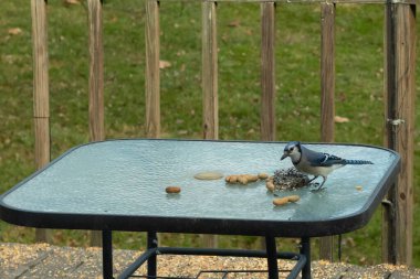 Bu güzel mavi alakarga yemek için cam masaya geldi. Fıstıklar tüm yüzeye yayılmıştı ki bu da bu korvidlerin en sevdiği cevizdir. Bu kuşun çok güzel renkleri var ve çok zeki görünüyor..